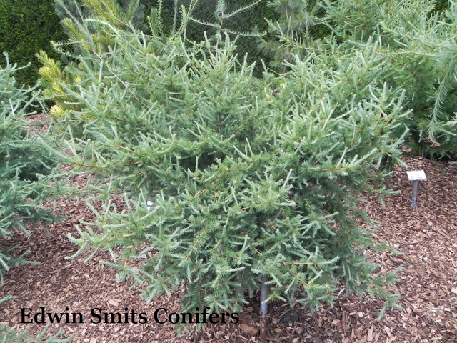 Larix laricina 'Oldy'